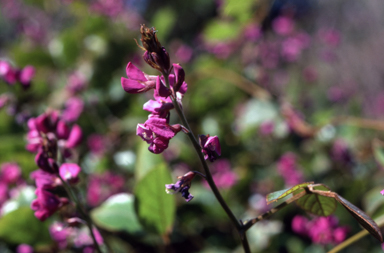 APII jpeg image of Kennedia retrorsa  © contact APII