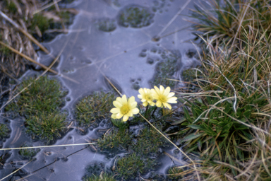 APII jpeg image of Ranunculus gunnianus  © contact APII