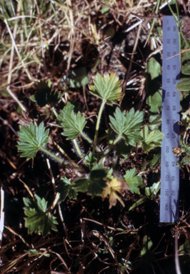 APII jpeg image of Ranunculus graniticolus  © contact APII