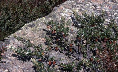APII jpeg image of Grevillea diminuta  © contact APII