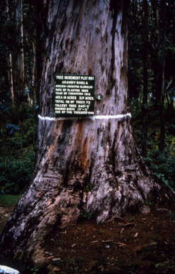 APII jpeg image of Eucalyptus globulus  © contact APII