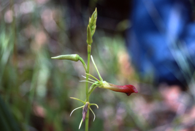 APII jpeg image of Cryptostylis subulata  © contact APII