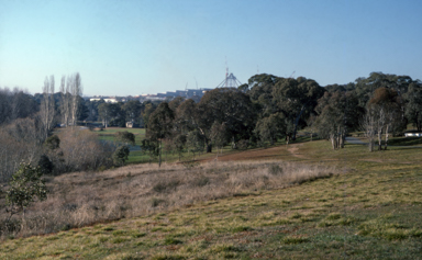 APII jpeg image of Rutidosis leptorrhynchoides  © contact APII