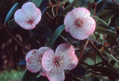 APII jpeg image of Eucryphia lucida 'Pink Cloud'  © contact APII