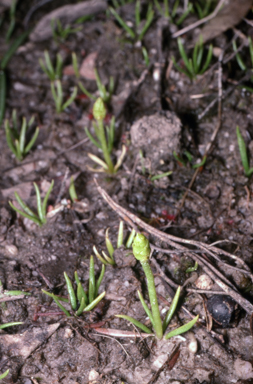 APII jpeg image of Phylloglossum drummondii  © contact APII