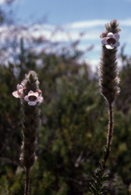 APII jpeg image of Hemiphora bartlingii  © contact APII