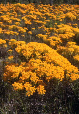 APII jpeg image of Verticordia nitens  © contact APII