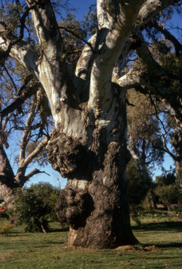 APII jpeg image of Eucalyptus camaldulensis  © contact APII