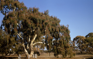 APII jpeg image of Eucalyptus leucoxylon  © contact APII