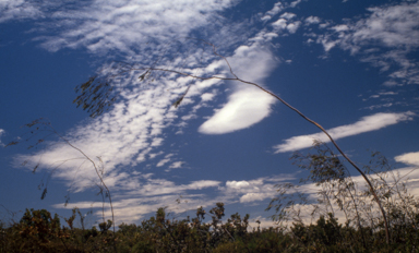 APII jpeg image of Eucalyptus sepulcralis  © contact APII