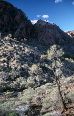 APII jpeg image of Hakea suberea  © contact APII
