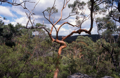 APII jpeg image of Angophora costata  © contact APII