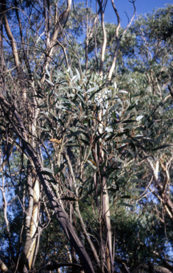 APII jpeg image of Eucalyptus burgessiana  © contact APII