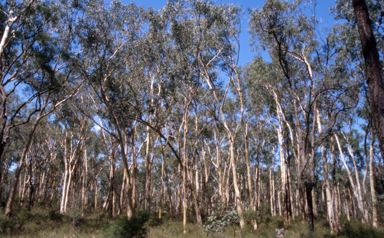 APII jpeg image of Eucalyptus racemosa  © contact APII