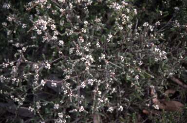 APII jpeg image of Micromyrtus blakelyi  © contact APII