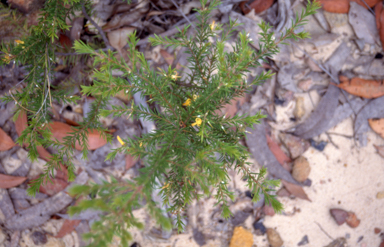 APII jpeg image of Persoonia acerosa  © contact APII