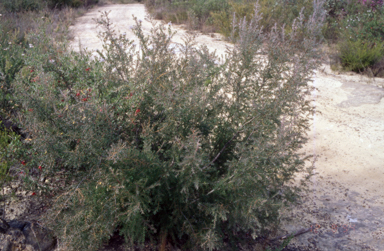 APII jpeg image of Persoonia hirsuta  © contact APII