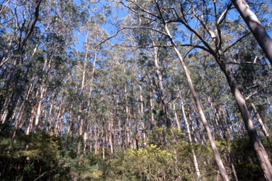 APII jpeg image of Eucalyptus globulus,<br/>Eucalyptus regnans  © contact APII