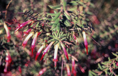 APII jpeg image of Styphelia tubiflora  © contact APII