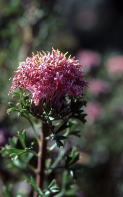 APII jpeg image of Isopogon dubius  © contact APII