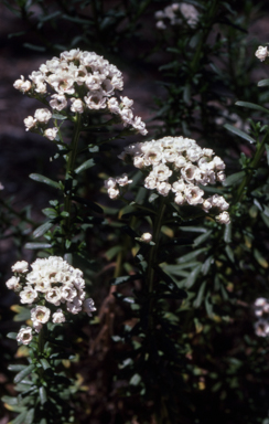 APII jpeg image of Ixodia achillaeoides  © contact APII