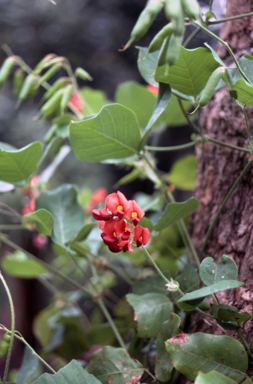 APII jpeg image of Kennedia macrophylla  © contact APII