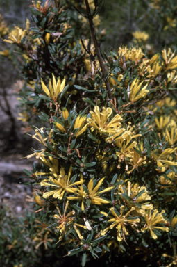 APII jpeg image of Lambertia multiflora  © contact APII