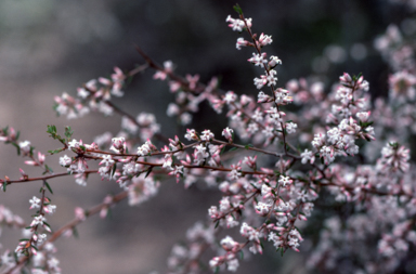APII jpeg image of Leucopogon ericoides  © contact APII