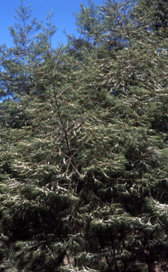 APII jpeg image of Myoporum floribundum  © contact APII