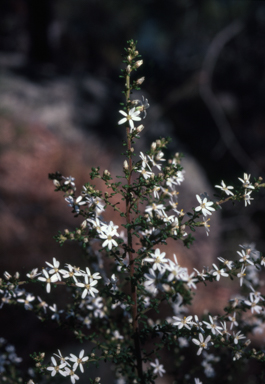 APII jpeg image of Olearia microphylla  © contact APII
