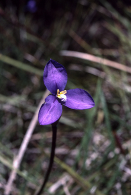 APII jpeg image of Patersonia occidentalis  © contact APII