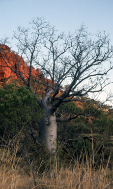 APII jpeg image of Adansonia gregorii  © contact APII
