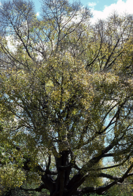 APII jpeg image of Ficus virens  © contact APII