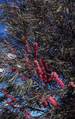 APII jpeg image of Hakea multilineata  © contact APII