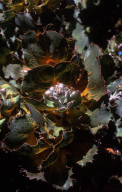 APII jpeg image of Hakea victoria  © contact APII