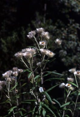 APII jpeg image of Helichrysum elatum  © contact APII