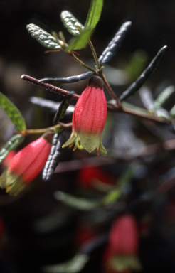 APII jpeg image of Correa reflexa 'Fat Fred'  © contact APII