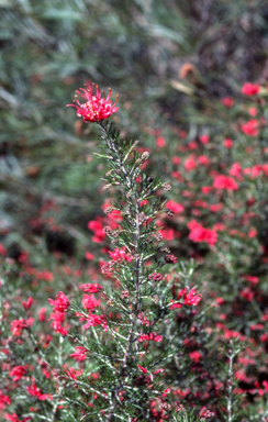 APII jpeg image of Grevillea 'Scarlet Sprite'  © contact APII