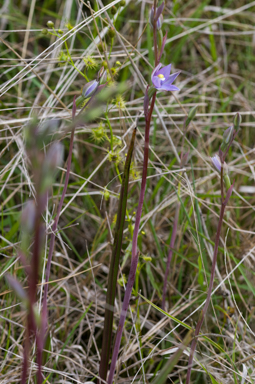 APII jpeg image of Thelymitra asperifolia  © contact APII