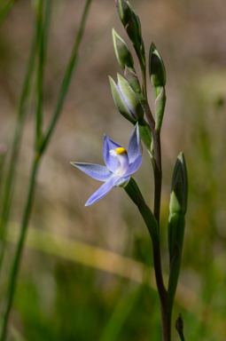 APII jpeg image of Thelymitra bracteata  © contact APII