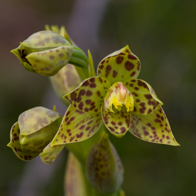APII jpeg image of Thelymitra benthamiana  © contact APII