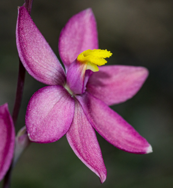 APII jpeg image of Thelymitra x macmillanii  © contact APII