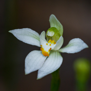APII jpeg image of Caladenia aurantiaca  © contact APII