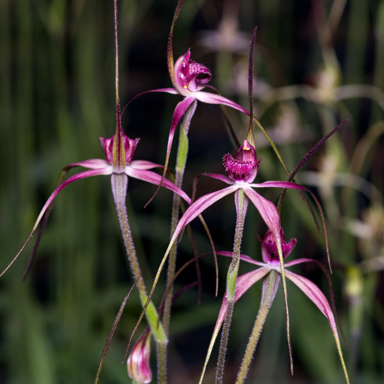 APII jpeg image of Caladenia colorata  © contact APII