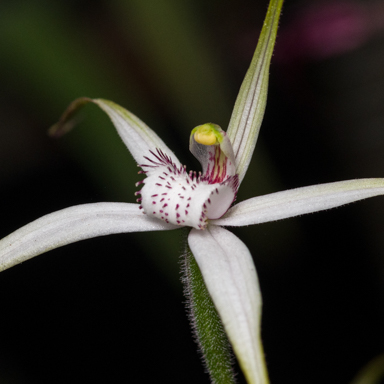 APII jpeg image of Caladenia cretacea?  © contact APII