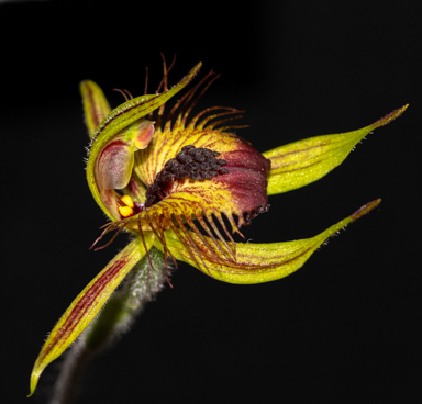 APII jpeg image of Caladenia discoidea  © contact APII