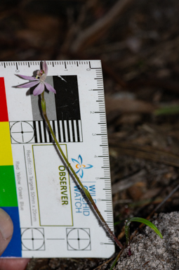 APII jpeg image of Caladenia mentiens  © contact APII