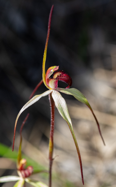 APII jpeg image of Caladenia oenochila  © contact APII