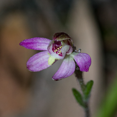 APII jpeg image of Caladenia pusilla  © contact APII
