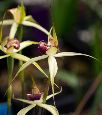 APII jpeg image of Caladenia valida?  © contact APII
